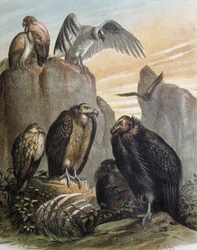 Gravure naar een tekening van F.Padro