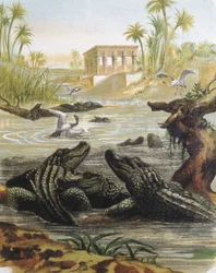 Gravure naar een tekening van F. Padro.