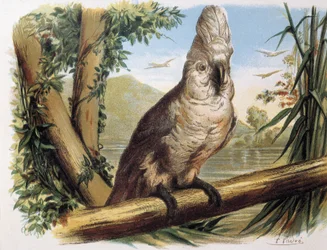 Witte kaketoe. Gravure naar een tekening van F. Padro.