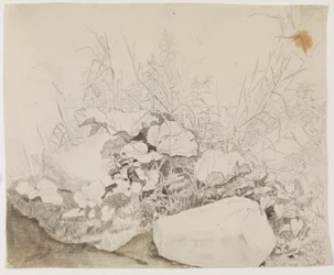 Planten en Rotsen. Detailstudie
