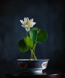 Sereniteit van de witte lotus