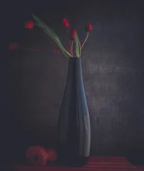 Elegante rode tulpen