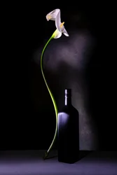 Elegant stilleven met calla-lelies