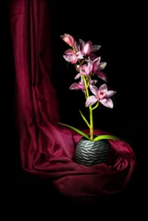 Elegante roze orchidee