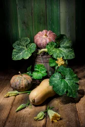 Pompoenen en courgettes oogsten