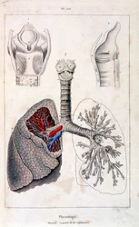 Anatomische illustratie door F. E. Guerin. Uit Dictionnaire pittoresque d