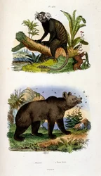 Botanische en zoölogische illustratie door F. E. Guerin. Uit Dictionnaire pittoresque d