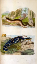 Botanische en zoölogische illustratie door F. E. Guerin. Uit Dictionnaire pittoresque d