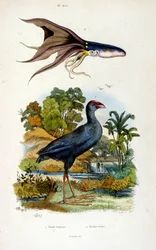 Botanische en zoölogische illustratie door F. E. Guerin. Uit Dictionnaire pittoresque d