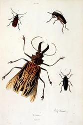 Botanische en zoölogische illustratie door F. E. Guerin. Uit Dictionnaire pittoresque d