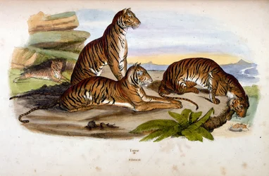 Botanische en zoölogische illustratie door F. E. Guerin. Uit Dictionnaire pittoresque d