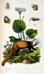 Botanische en zoölogische illustratie door F. E. Guerin. Uit Dictionnaire pittoresque d