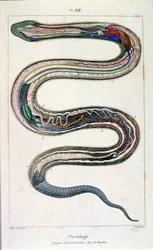 Botanische en zoölogische illustratie door F. E. Guerin. Uit Dictionnaire pittoresque d