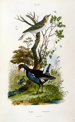 Botanische en zoölogische illustratie door F. E. Guerin. Uit Dictionnaire pittoresque d