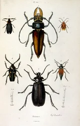 Botanische en zoölogische illustratie door F. E. Guerin. Uit Dictionnaire pittoresque d