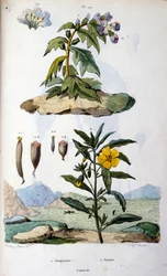 Botanische en zoölogische illustratie door F. E. Guerin. Uit Dictionnaire pittoresque d