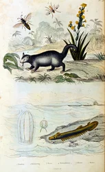 Botanische en zoölogische illustratie door F. E. Guerin. Uit Dictionnaire pittoresque d