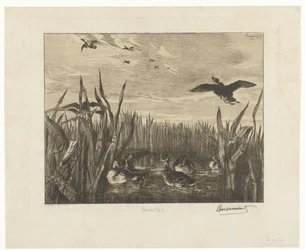 Landschap met talingen in het water tussen riet