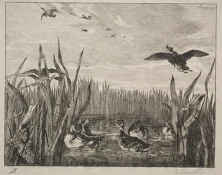 Tafeleend, 1853