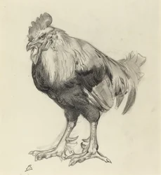 De oude haan