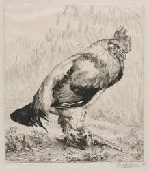 De oude haan
