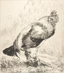 De oude haan, 1882