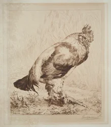 De oude haan