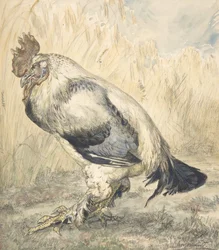 De oude haan, ca. 1882
