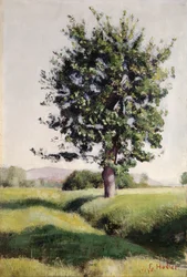 De Boom