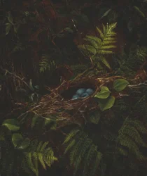 Vogelnest en varens