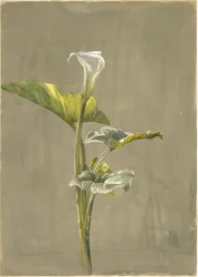 Calla-lelie, 1875