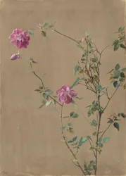 Roze rozen