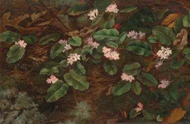 Slepende Arbutus