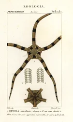 Brosse zeester, Ophiomastix annulosa, Ophiura annulosa