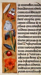 Detail van een bloemenrand uit een Getijdenboek, c.1500