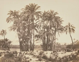[Boomgaard van dadelpalmen gezien vanaf punt A, Karnak].