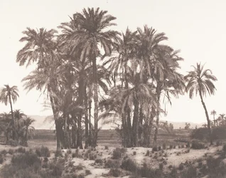 Karnak, groep dadelpalmen gezien vanaf punt A, 1851-52, gedrukt 1853-54