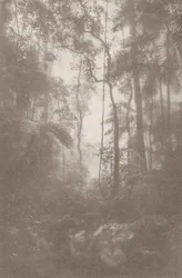 Mistige jungle 1