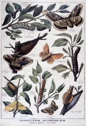 Schadelijke insecten: rupsen, vlinders en motten, 1897