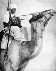 Woestijnstrijder van Afrika