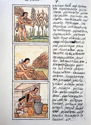 Scènes uit het boerenleven, tarweoogst, plukken op mat en opslag in potten, tekst in Nahuatl, uit facsimile van manuscript Algemene Geschiedenis van de Dingen van Nieuw-Spanje, ook bekend als Florentijnse Codex, door Bernardino de Sahagun