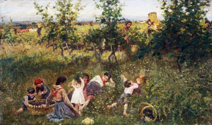 Druivenoogst