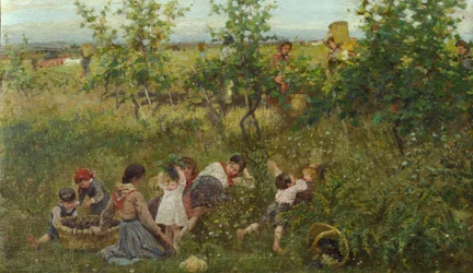 De druivenoogst