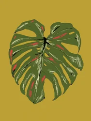 Levendig Monstera-blad