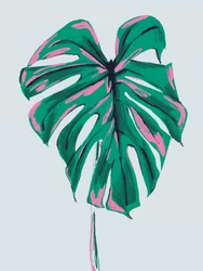 Levendig roze-groene Monstera