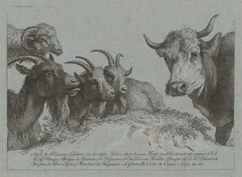 Studie van Hoofden: Drie Geiten, een Os en een Ram