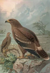 Gravure - Adelaar van Nepal - Vrouwtjes - Aquila nipalensis