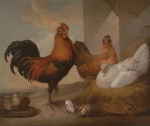 Tamme haan, hennen en kuikens