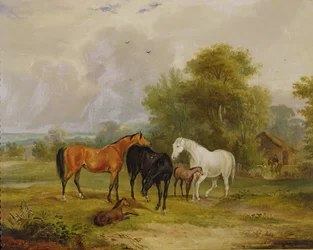 Grazende paarden: merries en veulens in een veld