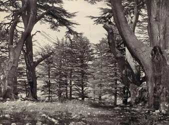 Ceders van Libanon, ca. 1857